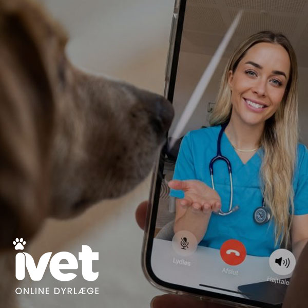 Heymate invests in iVet